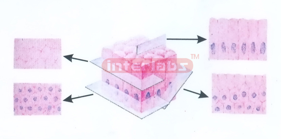 SECTIONS OF SIMPLE COLUMNAR EPITHELIUM IN DIFFERENT DIRECTIONS FOR HISTOLOGY